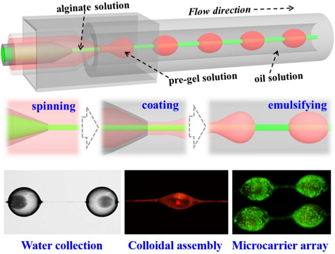 仿蜘蛛丝结构纤维的微流控制备及应用 - ...