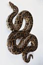 蛇目·蟒蛇科·蟒属：缅甸蟒