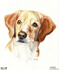 一个美国彩铅画家笔下的狗狗们-色彩作品-爱画网