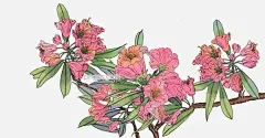 卡通手绘工笔画花朵插画图片大小4000x2080px 图片尺寸8.02 MB 来自PNG搜索网 pngss.com 免费免扣png素材下载！工笔画#红色花瓣#花朵#黄色花蕊#卡通手绘#绿色枝叶#细笔画#鲜花#写实#形似#植物#