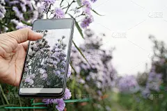 用手机拍花