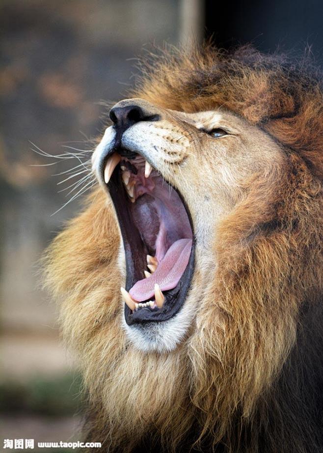 张大嘴巴的狮子