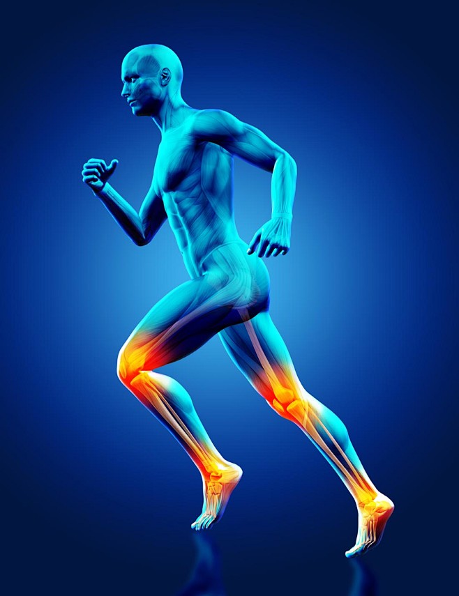人体运动肌肉注释高清图片