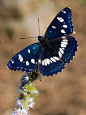 (Azuritis reducta) Southern White Admiral