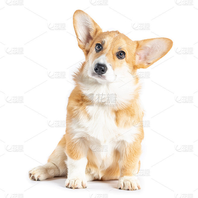 彭布罗克威尔士科基犬