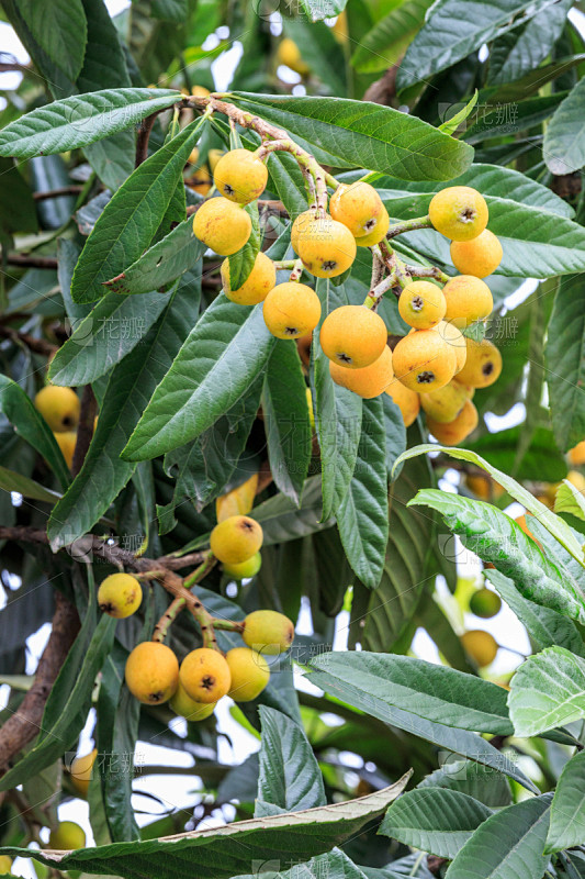枇杷,水果,熟的,垂直画幅,无人,维生素,户外,特写,农作物,植物