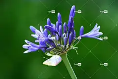 蓝色的 美丽的花朵 花卉背景 蓝色观赏百合 花壁纸 百子花 开花