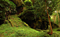 branches-carpet-cave-fern-field-forest-grass.jpg (2560×1600)