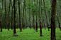 RAINY DAY RUBBER TREES by Anthony Tuttle on 500px