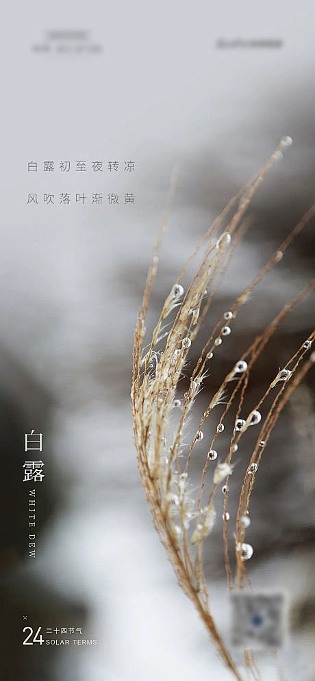 白露节气海报