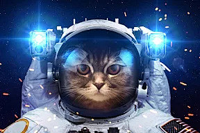 太空,图像,四元素,野生猫科动物,自然美...