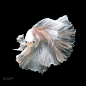 1)Close up of white platinum Betta fish