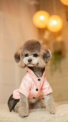 木韦采集到犬
