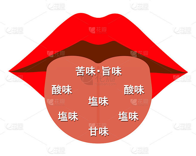 舌的结构舌的结构