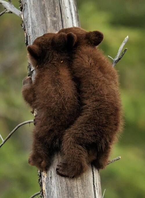 Funny Wildlife, Bear...