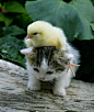 Just a Chick Riding a Kitten