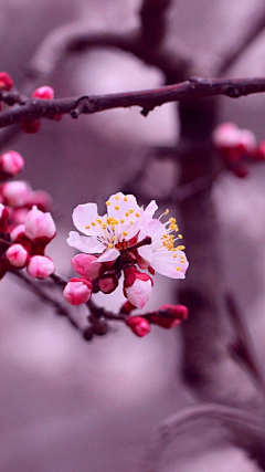 静静的生活采集到水彩，花卉