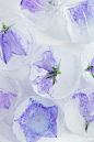 FLORAL ICE CUBES