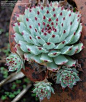 Full size picture of Hens and Chicks Pink Pearl (iSempervivum calcareum/i)