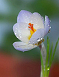 番红花的花有水滴…
Crocus flower with water drops...