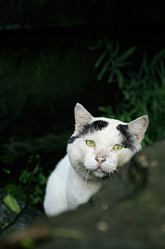 猫丽丝采集到万物有灵且美