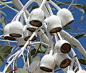 Large chalky white gumnuts of the gungurru (Eucalyptus caesia 'Silver Princess'): 
