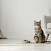 ls7623_A_cat_sits_on_the_floor_in_front_of_an_empty_white_wall__3dc88cee-43f6-417c-b805-d6326364ceb7