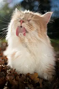 长毛猫在户外梳毛