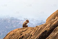 山,猴子,自然,哺乳纲,狨猴,野生动物,水平画幅,动物,灵长目,印度