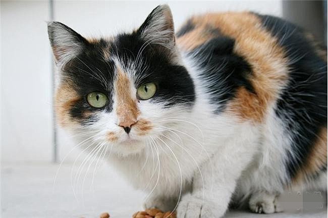 同样害羞的三花猫-土猫-宠物中国