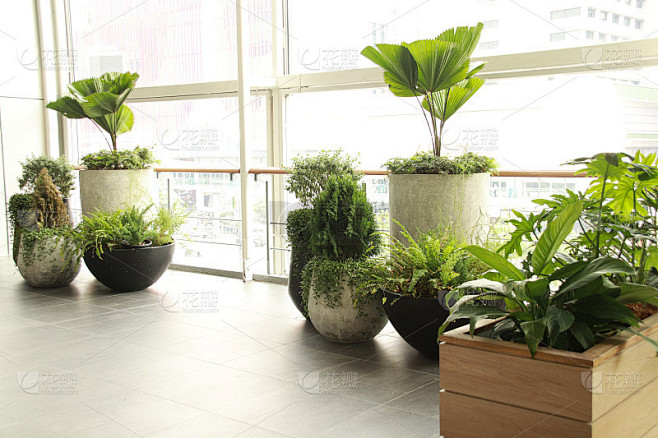 室内植物放松的家庭空间