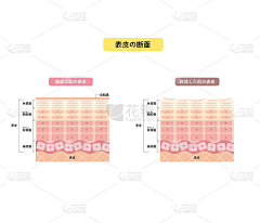 Sxlni1rY采集到皮肤,细胞