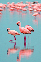 Pink Flamingos