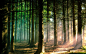 General 1920x1200 nature trees forests wood branches sun rays