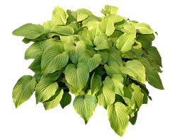花几枝采集到实物参考丶植物