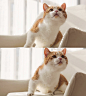 _ 花花与三猫CatLive _ 哔哩哔哩相簿