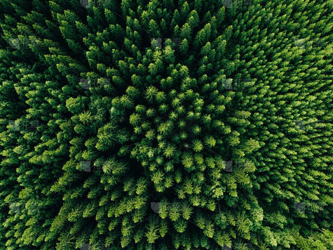鸟瞰图绿色的夏季森林与云杉和松树。