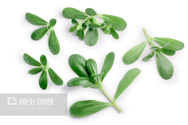 搜索结果 - 图虫创意-全球领先正版素材...