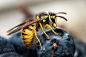 德国黄胡蜂 Vespula Germanica 膜翅目 胡蜂科 黄胡蜂属
Wolfgang Korazija著，500px _虫子采下来 #率叶插件，让花瓣网更好用#