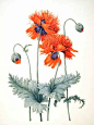Scarlet Poppy - Watercolour by Christine Stephenson - Botanical Artist: