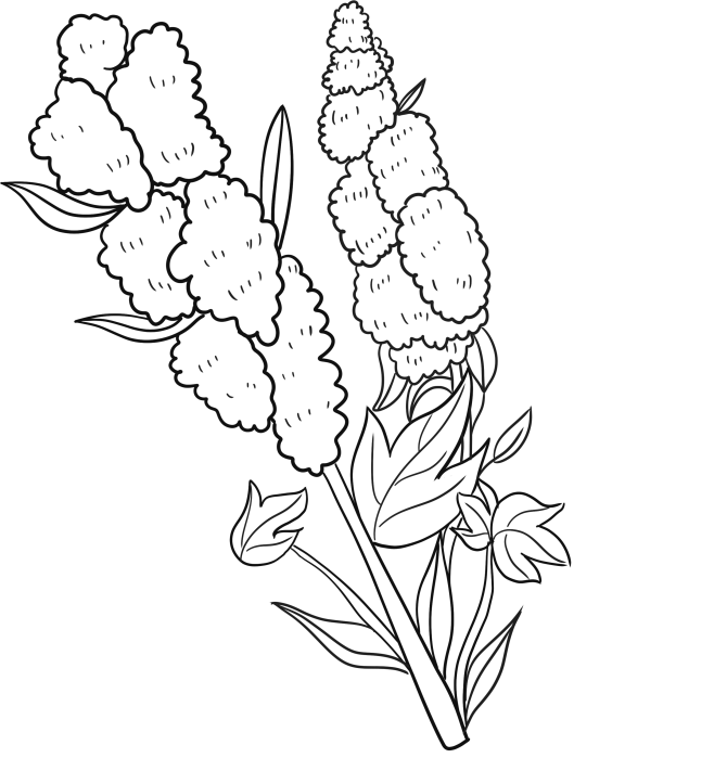 藜麦线稿~~~~~素描线稿