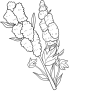 藜麦线稿~~~~~素描线稿