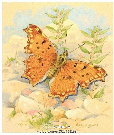 【收集•美图】——关于蝴蝶的绘画。‖来自...