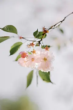 免费 修剪花草, 優雅, 分公司 的 免费素材图片 素材图片