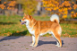 日本柴犬,狗,秋天,纯种犬,注视镜头,公园,可爱的,红色,肖像,图像图片素材下载-稿定素材