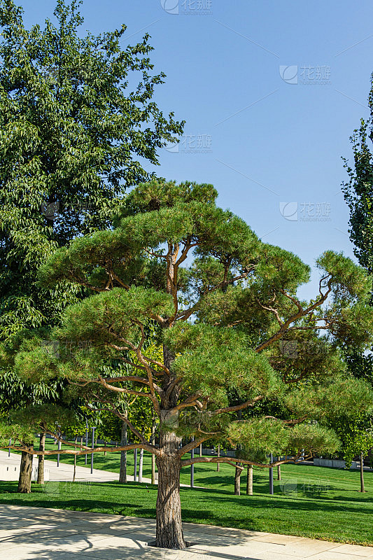 美丽的盆景松树(松木或山松)与郁郁葱葱的针在公共景观城市公园克拉斯诺达尔或加利茨基公园在阳光明媚的秋素材-花瓣网