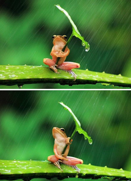 摄影师厉害啊！在印度尼西亚一只树蛙被拍到...