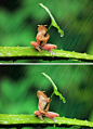 摄影师厉害啊！在印度尼西亚一只树蛙被拍到抱着树叶躲雨，摄影师表示这只树蛙抱了半小时才撒手~ 