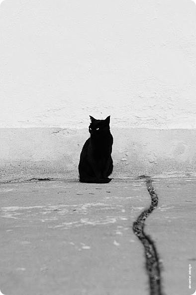 唯美主义、自说自话、静物、时间、黑猫 猫...