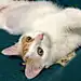 一只猫🌻的旅行👣